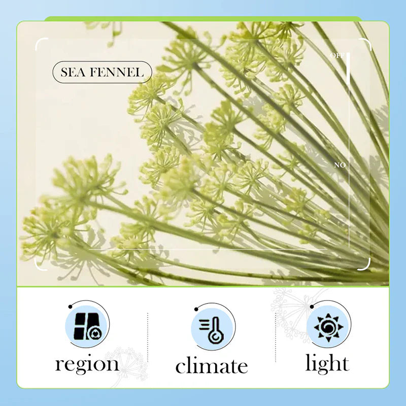 BIOAQUA Sea Fennel Hyaluronic Acid Moisturizing Face Cream - 60g Bioaqua