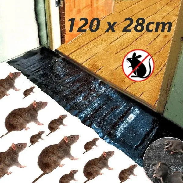 Super Glue Rat Magic Carpet Cosmia.pk