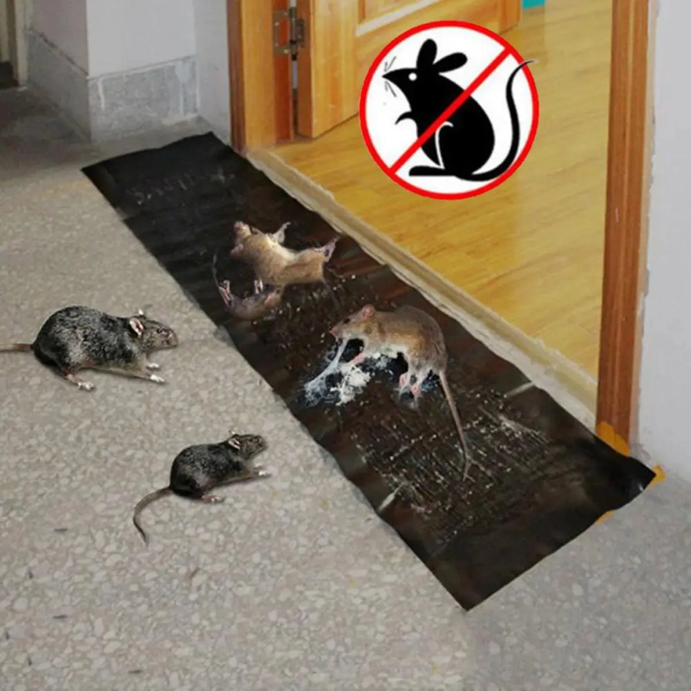 Super Glue Rat Magic Carpet Cosmia.pk
